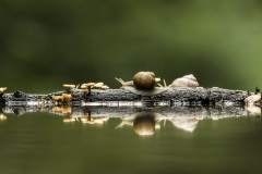 escargot de Bourgogne / Burgundy snail