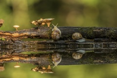 escargot de Bourgogne / Burgundy snail