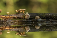 escargot de Bourgogne / Burgundy snail