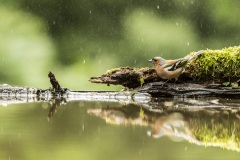 pinson des arbres / chaffinch