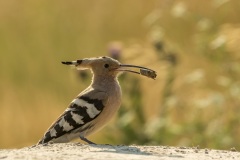 huppe fasciée / eurasian hoopoe