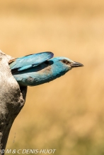 rollier d'Europe / european roller