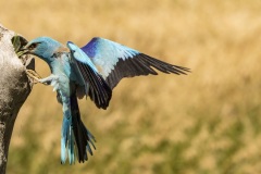 rollier d'Europe / european roller