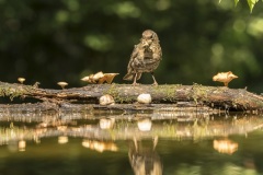 merle noir / eurasian blackbird