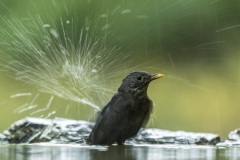 merle noir / eurasian blackbird