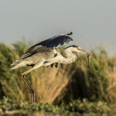 héron cendré / grey heron