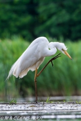 grande aigrette / great egret