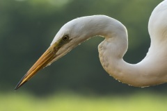 grande aigrette / great egret