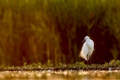 aigrette garzette / little egret