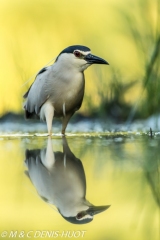 héron bihoreau / black-crowned night-heron