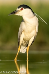 héron bihoreau / black-crowned night-heron