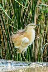 héron crabier / squacco heron