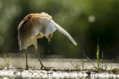 héron crabier / squacco heron