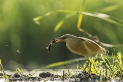 héron crabier / squacco heron