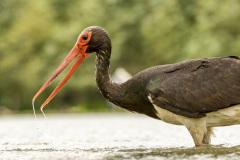 cigogne noire / black stork