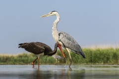 cigogne noire et héron cendré / black stork and grey heron