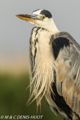 héron cendré / grey heron