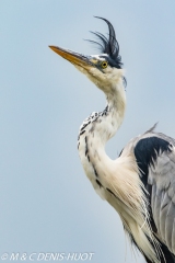 héron cendré / grey heron