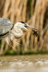 héron cendré / grey heron