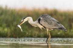 héron cendré / grey heron