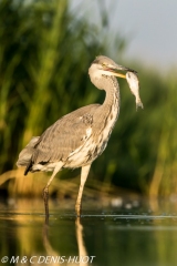 héron cendré / grey heron