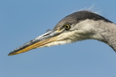 héron cendré / grey heron