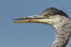 héron cendré / grey heron