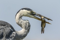 héron cendré / grey heron