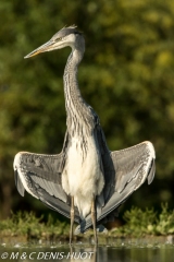 héron cendré / grey heron