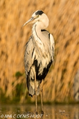 héron cendré / grey heron