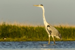 héron cendré / grey heron