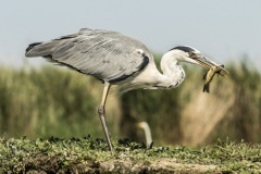 héron cendré / grey heron