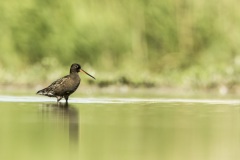 chevalier arlequin / spotted redshank