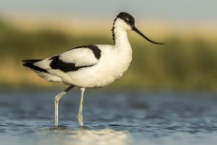 avocette / pied avocet