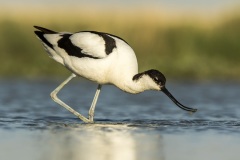 avocette / pied avocet