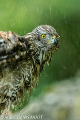 autour des palombes / goshawk