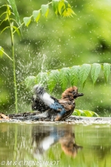 geai des chênes / eurasian jay