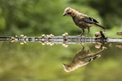 geai des chênes / eurasian jay