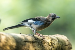 geai des chênes / eurasian jay