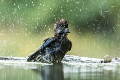 geai des chênes / eurasian jay