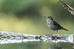 grive draine / mistle thrush