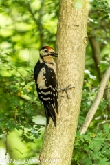 pic epeiche / great spotted woodpecker