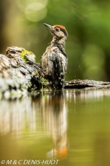 pic epeiche / great spotted woodpecker