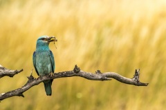 rollier d'Europe / european roller