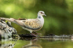 tourterelle des bois / european turtle-dove