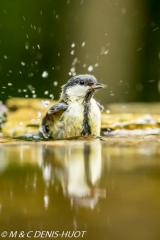 mésange charbonnière / eurasian great tit