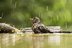 merle noir / eurasian blackbird