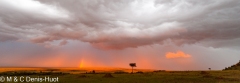 Masai-Mara