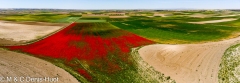 coquelicots / poppies