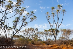 parc national de Meru / Meru national park